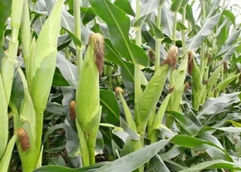 Kenya Yields Food Security with Strategic Government Interventions