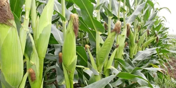 Kenya Yields Food Security with Strategic Government Interventions