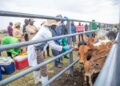 Kenya Launches Nationwide Livestock Vaccination Campaign, a Bold Step Aimed to Secure Global Meat Markets