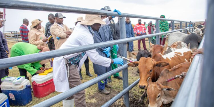 Kenya Launches Nationwide Livestock Vaccination Campaign, a Bold Step Aimed to Secure Global Meat Markets