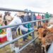 Kenya Launches Nationwide Livestock Vaccination Campaign, a Bold Step Aimed to Secure Global Meat Markets