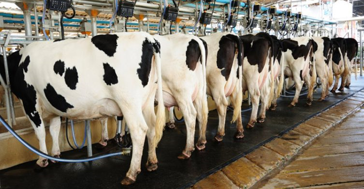 Transforming Kenya’s Informal Dairy Sector: A Step Towards Economic Empowerment and Healthier Communities