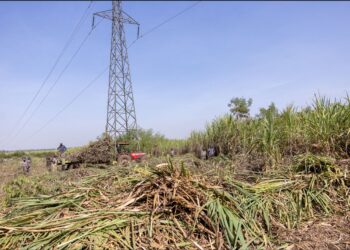 Turning Sugarcane Into Gold: The Sugar Bonus That’s Changing Lives in Kenya
