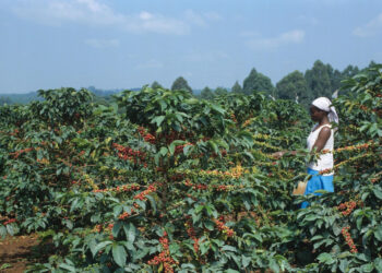 Kenyan Coffee Farmers Earn KSh 2 Billion as Prices Surge at NCE Auction
