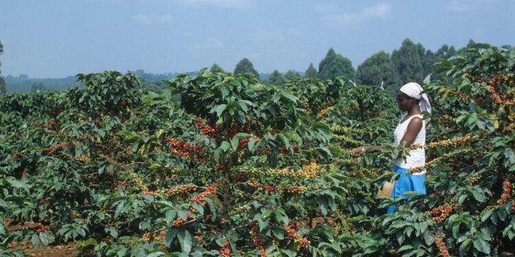 Kenyan Coffee Farmers Earn KSh 2 Billion as Prices Surge at NCE Auction