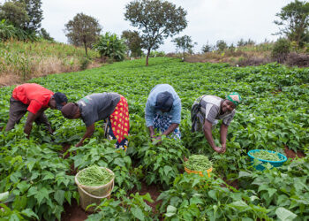 Kenya’s Agribusiness Sector to Benefit from $85 Million AgDevCo Funding