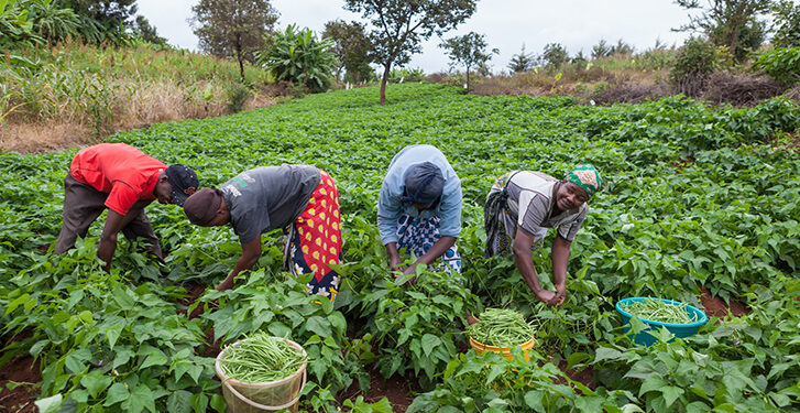 Kenya’s Agribusiness Sector to Benefit from $85 Million AgDevCo Funding