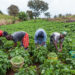 Kenya’s Agribusiness Sector to Benefit from $85 Million AgDevCo Funding