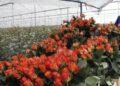 Kenya’s Flower Sector continues to Blooms as a Key Foreign Exchange Earner with exports hitting $835mn in 2024