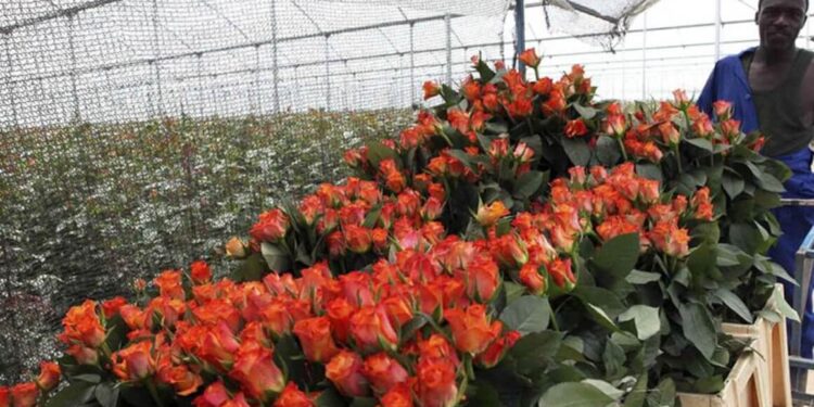 Kenya’s Flower Sector continues to Blooms as a Key Foreign Exchange Earner with exports hitting $835mn in 2024