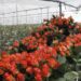 Kenya’s Flower Sector continues to Blooms as a Key Foreign Exchange Earner with exports hitting $835mn in 2024