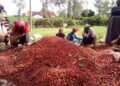 Kenyan Government’s Launches Ambitious Plan Expected To Increase Coffee Seed Production From 5,000Kg To 15,000Kg By 2027