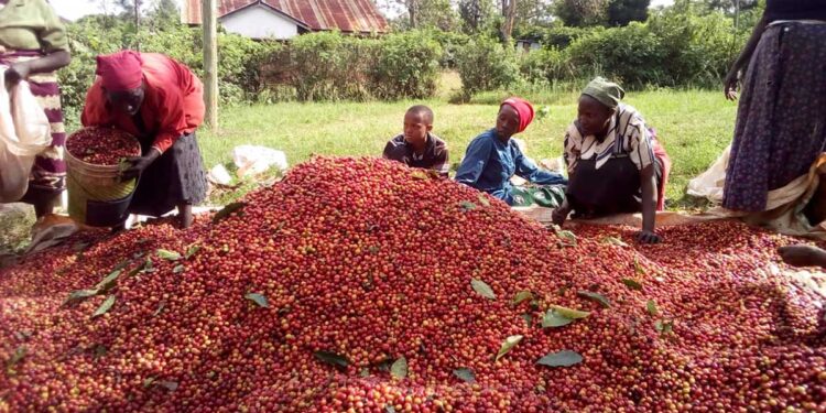 Kenyan Government’s Launches Ambitious Plan Expected To Increase Coffee Seed Production From 5,000Kg To 15,000Kg By 2027