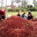 Kenyan Government’s Launches Ambitious Plan Expected To Increase Coffee Seed Production From 5,000Kg To 15,000Kg By 2027