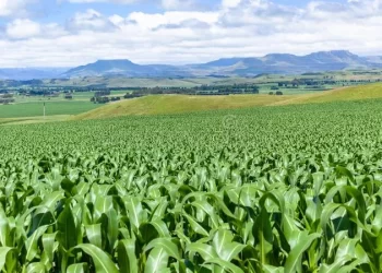 Kenya Eyes Food Security Gains Amid Heavy Rainfall, Moves to Mitigate Flooding Threat