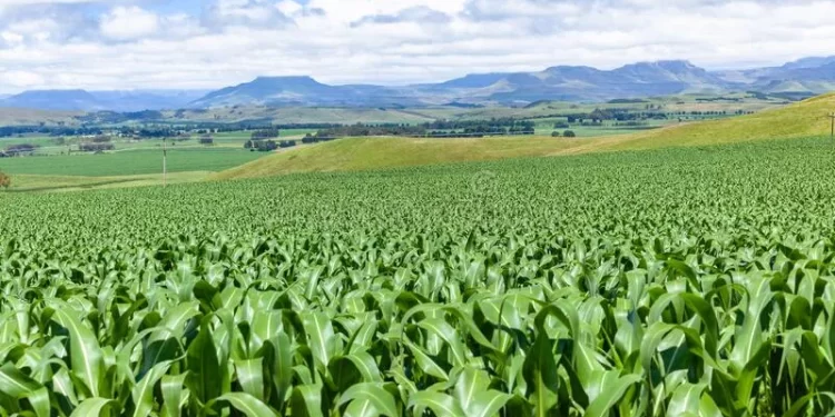 Kenya Eyes Food Security Gains Amid Heavy Rainfall, Moves to Mitigate Flooding Threat