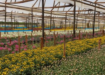 Kenya’s Flower Export Industry Strengthens Compliance For Long-Term Growth