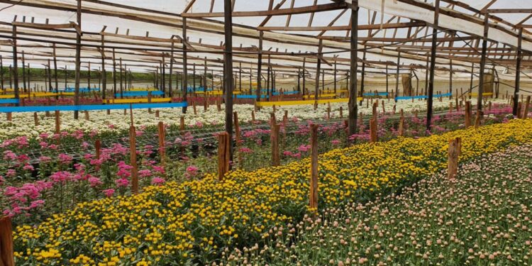 Kenya’s Flower Export Industry Strengthens Compliance For Long-Term Growth
