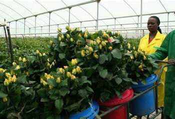 Unlocking Kenya’s Economic Potential: A Roadmap for Sustainable Development