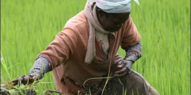 Kenya To Revive Soin-Koru Dam Project In A Bid To Bolster Rice Production And Food Security