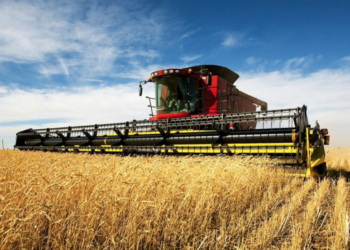 Kenya’s Plan to Cut Wheat Imports by 17%: Government Backs Farmers for Increased Production