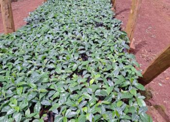 Kenya Unveils Kshs 500 Million Investment in Coffee Seedlings to Revive Kenya’s Coffee Industry