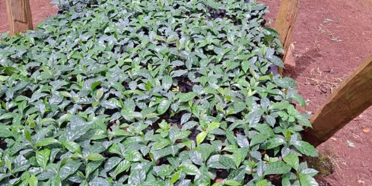 Kenya Unveils Kshs 500 Million Investment in Coffee Seedlings to Revive Kenya’s Coffee Industry
