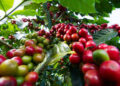 Kenya’s Coffee Industry Poised for Transformation Through New Training Centre and Strategic Partnerships