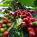 Kenya’s Coffee Industry Poised for Transformation Through New Training Centre and Strategic Partnerships