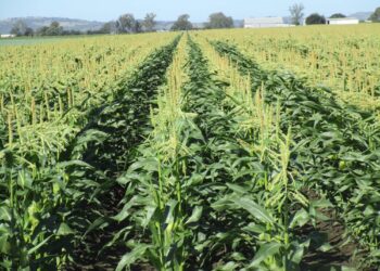 Kenya’s Agriculture Sector Hits Sh1.706 Trillion in 2024, Paving Way for 2025 Economic Stability