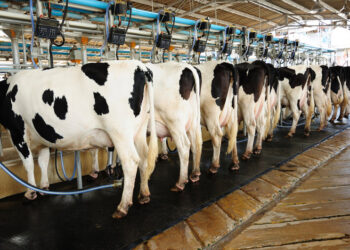 Kenya Eyes Sh156 Billion Growth as Milk Output Set to Hit 3.4 Billion Liters by 2028