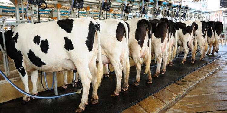 Kenya Eyes Sh156 Billion Growth as Milk Output Set to Hit 3.4 Billion Liters by 2028