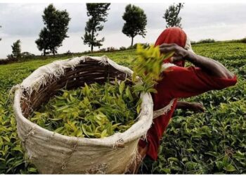 Kenya to Receive Ksh13.2 Billion Investment to Boost Tea Exports to China