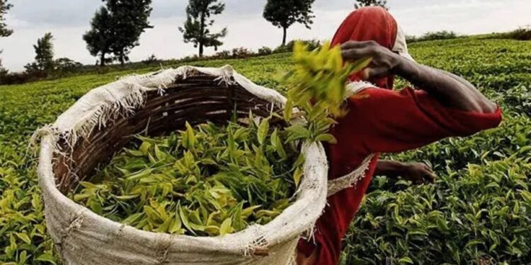 Kenya to Receive Ksh13.2 Billion Investment to Boost Tea Exports to China