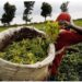 Kenya to Receive Ksh13.2 Billion Investment to Boost Tea Exports to China