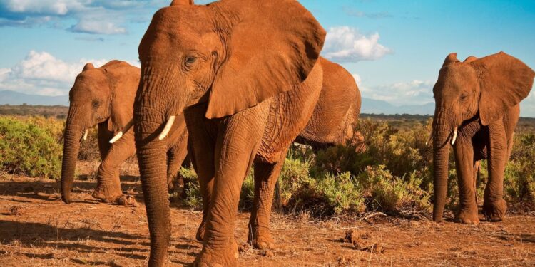 Kenya Elected to Four-Year Term on UN Tourism Executive Council, Cements Role as Global Tourism Leader