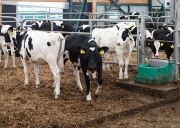 President Ruto Lowers Cost of Sexed Semen to Ksh1000 in Bid to Boost Milk Production