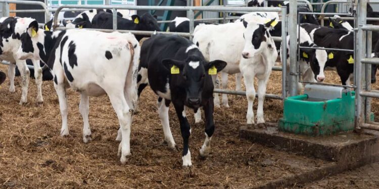 President Ruto Lowers Cost of Sexed Semen to Ksh1000 in Bid to Boost Milk Production