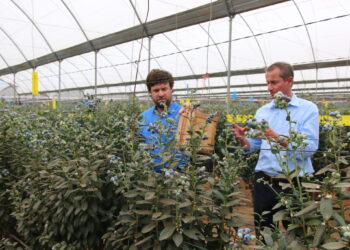 Kenya’s Flower Exports to Reach 110 Billion Shillings in 2025 as Global Demand Rises