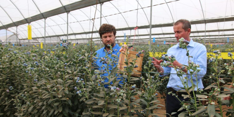 Kenya’s Flower Exports to Reach 110 Billion Shillings in 2025 as Global Demand Rises