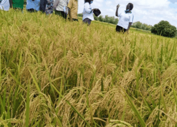 Kenya Secures Extended EAC Tax Relief on Wheat and Rice Imports to Safeguard Food Security and Support Farmers