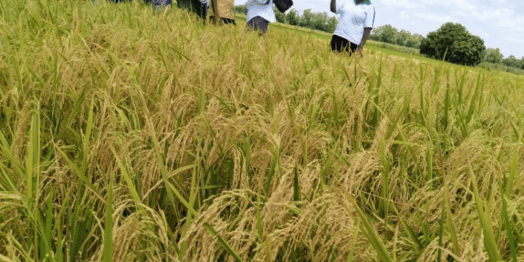 Kenya Secures Extended EAC Tax Relief on Wheat and Rice Imports to Safeguard Food Security and Support Farmers