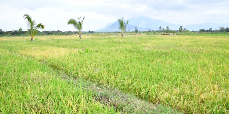 Kenya Kwanza’s BETA Programme Boosts Agricultural Productivity Through Strategic Irrigation Interventions