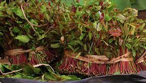 Kenya Secures First New Miraa Market in a Decade with Djibouti Deal Valued in Billions