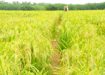 Kenya Kwanza Government Targets 400,000 Acres in Tana River to Boost Food Security in Kenya