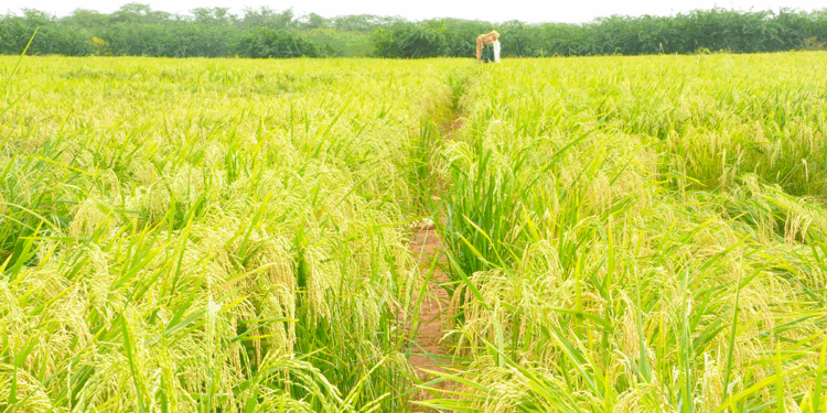 Kenya Kwanza Government Targets 400,000 Acres in Tana River to Boost Food Security in Kenya
