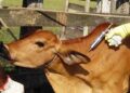 Kenya Announces Plans To Produce 70 Million Livestock Vaccine Doses by 2027