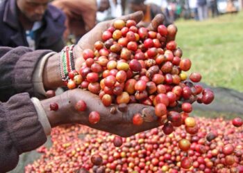 Kenya’s Coffee Auction Nets Sh554 Million, Signaling Positive Gains for Farmers
