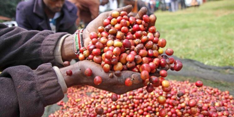 Kenya’s Coffee Auction Nets Sh554 Million, Signaling Positive Gains for Farmers