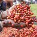 Kenya’s Coffee Auction Nets Sh554 Million, Signaling Positive Gains for Farmers